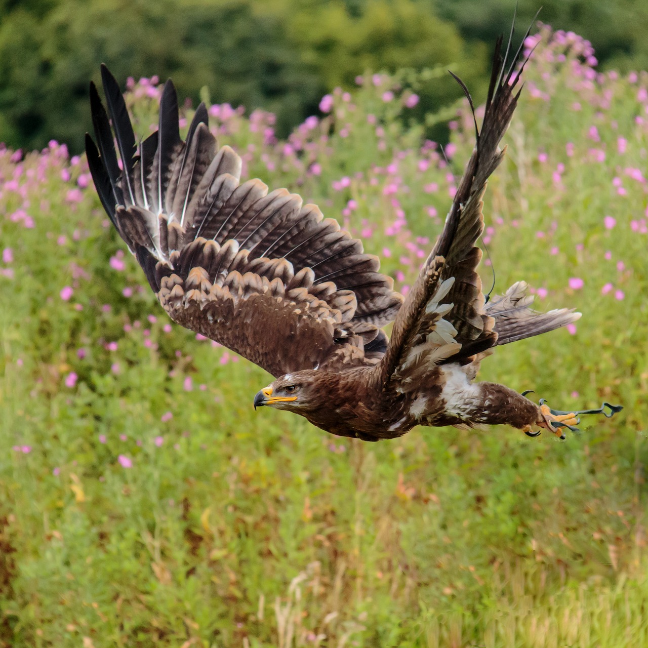 Image - steppe eagle eagle steppe nature