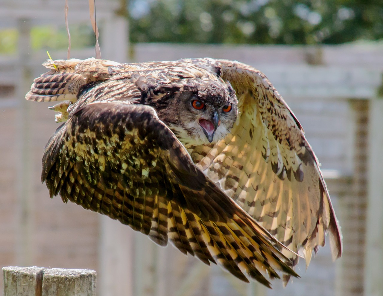 Image - eagle owl eurasian owl wildlife