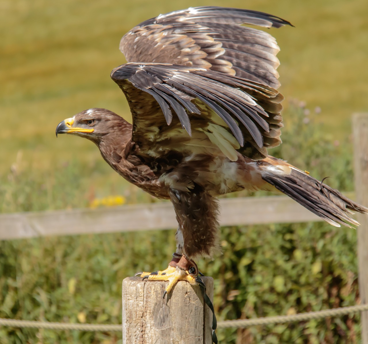 Image - steppe eagle eagle steppe nature