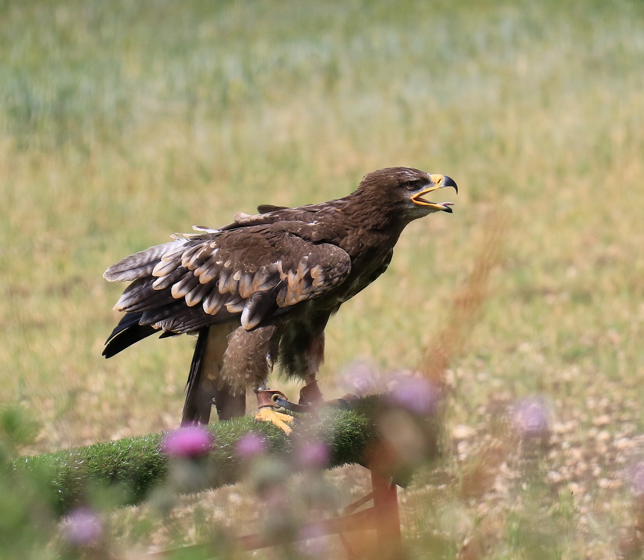 Image - steppe eagle eagle steppe nature