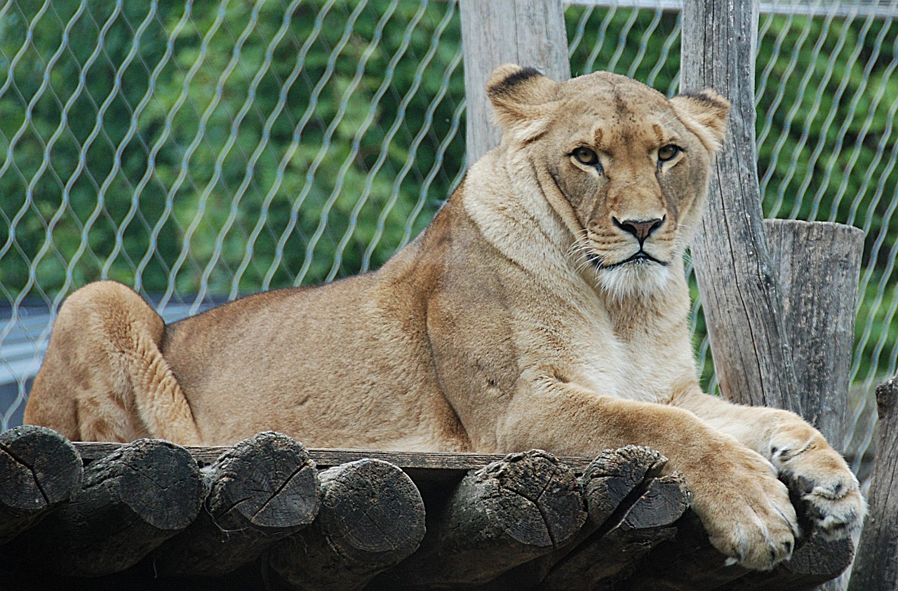 Image - lion enclosure lying cat