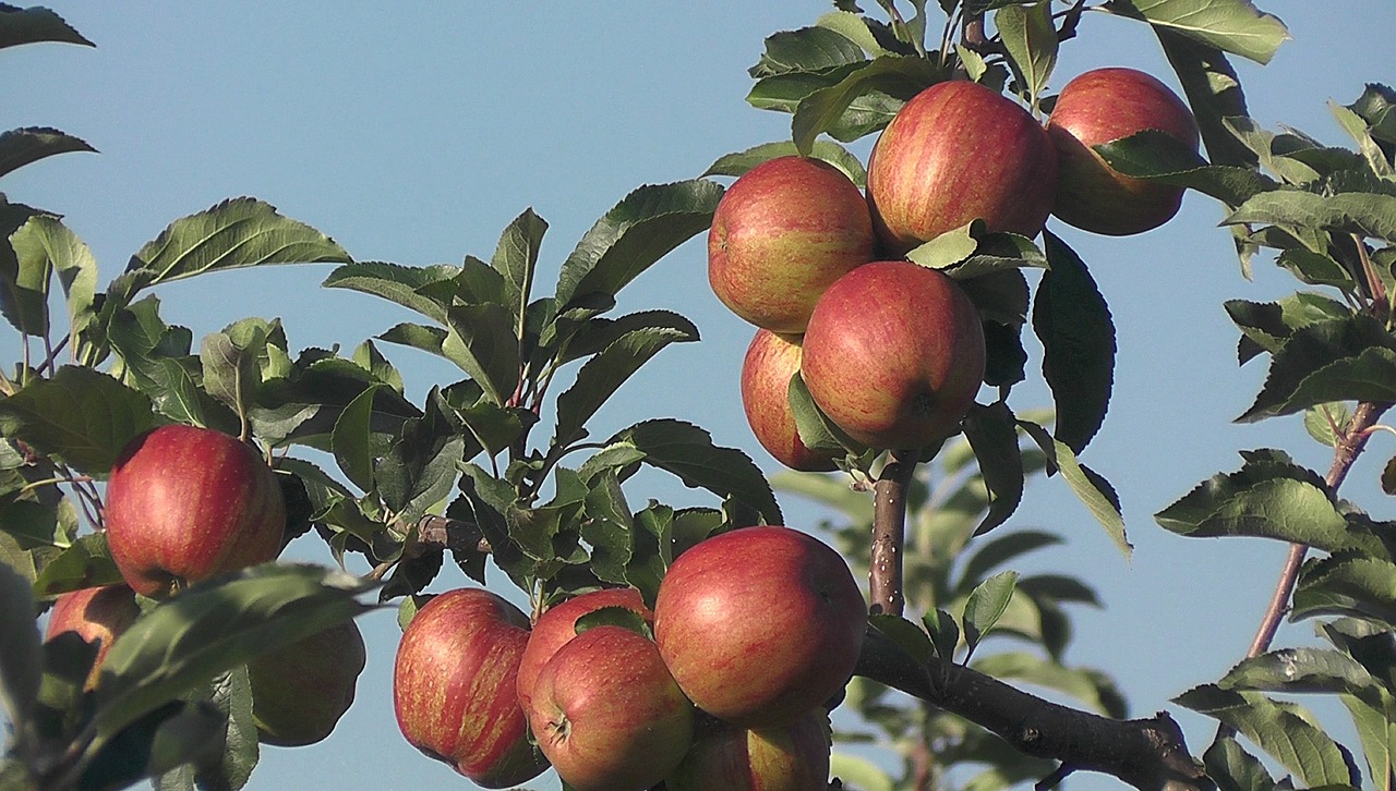 Image - fruit apple orchard palatinate