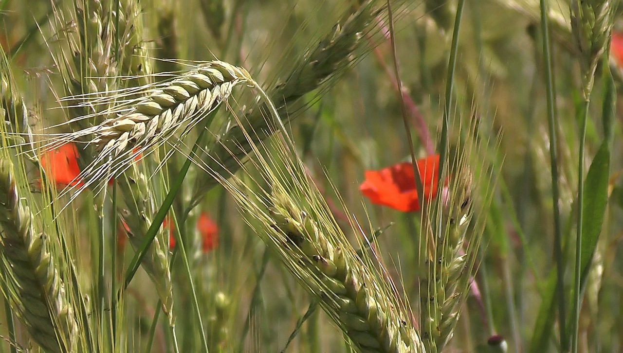 Image - cereals spike wheat barley rye