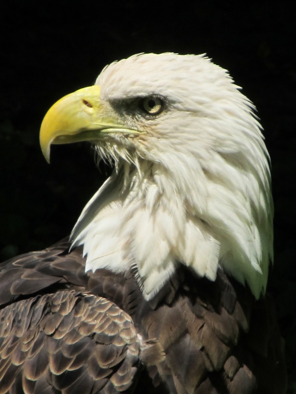 Image - bald eagle close up bird wildlife