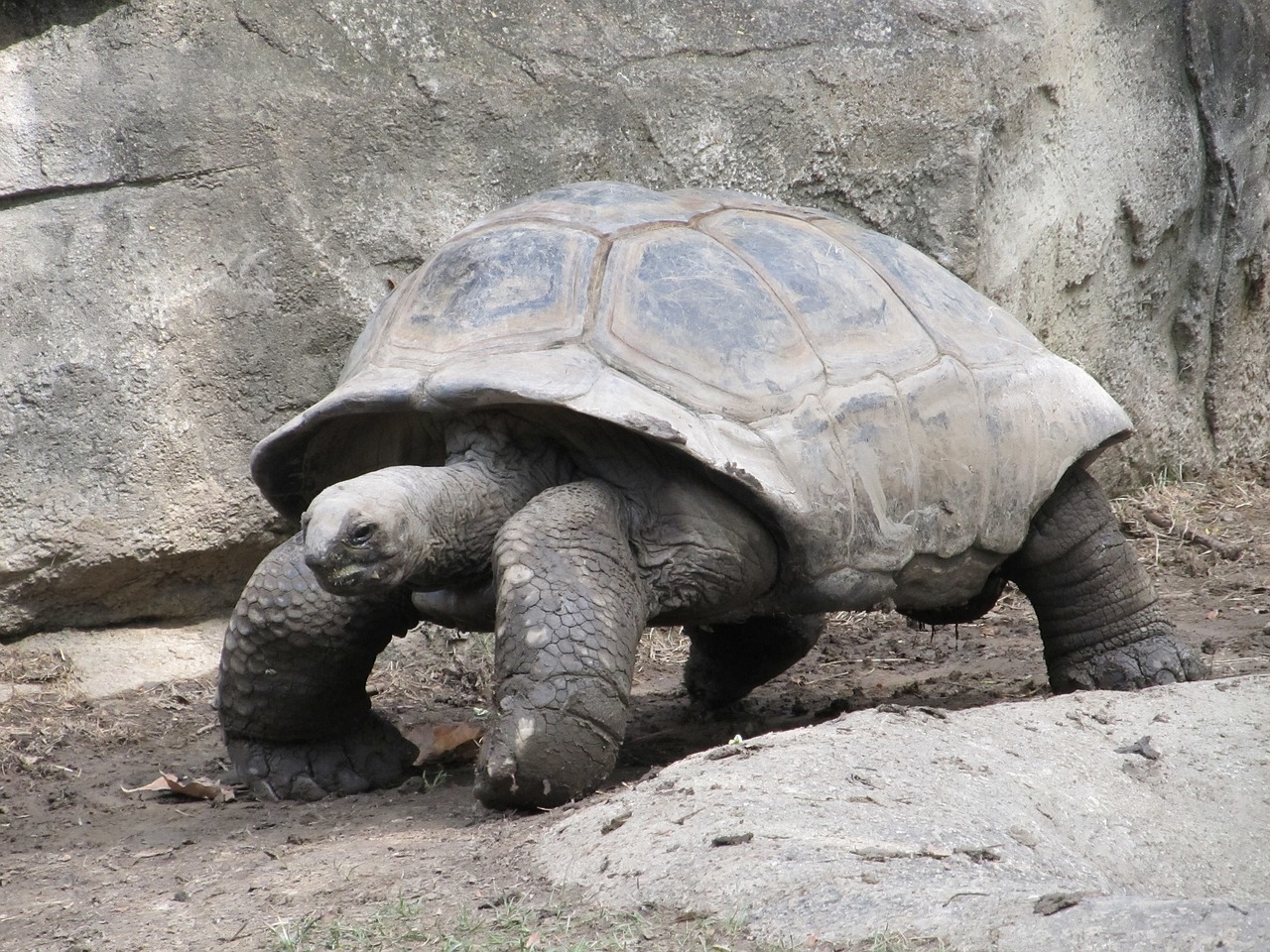 Image - giant tortoise reptile shell