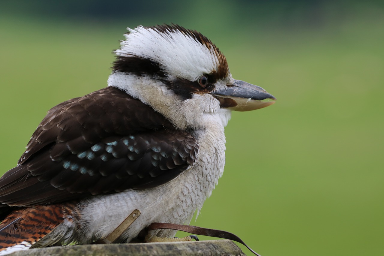 Image - kookaburra cute bird feathers