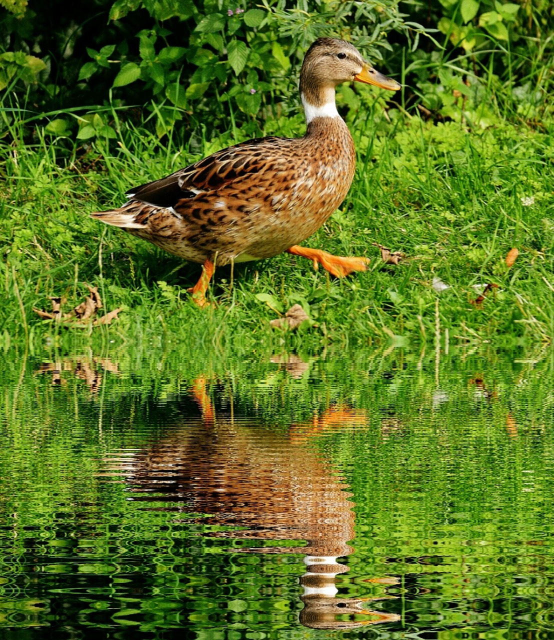 Image - duck water bird water mirroring