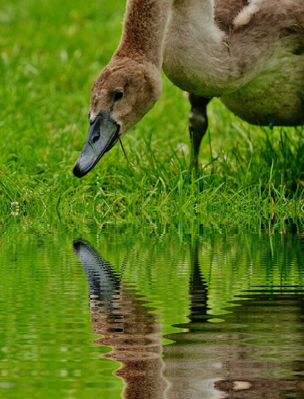 Image - swan young animal water mirroring