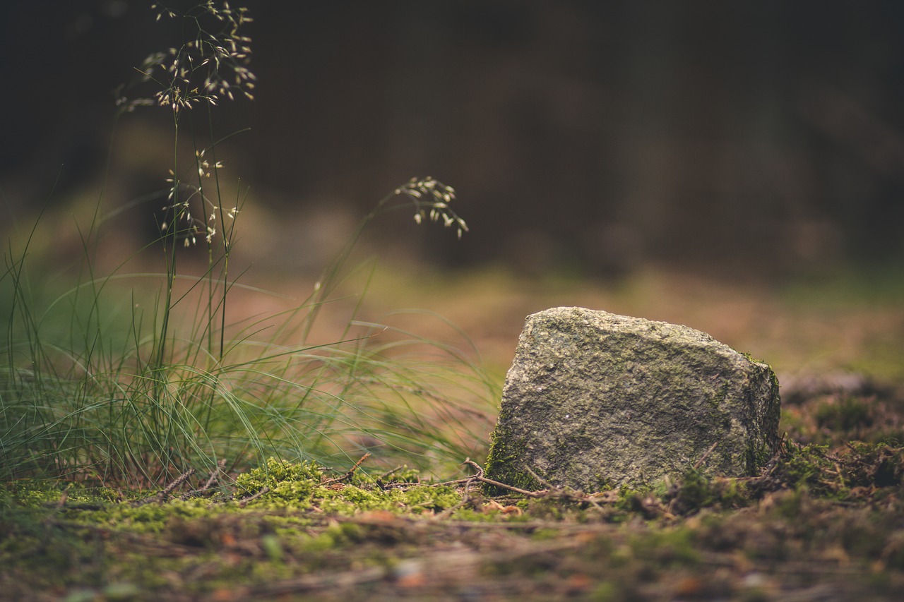 Image - forest stone nature ground