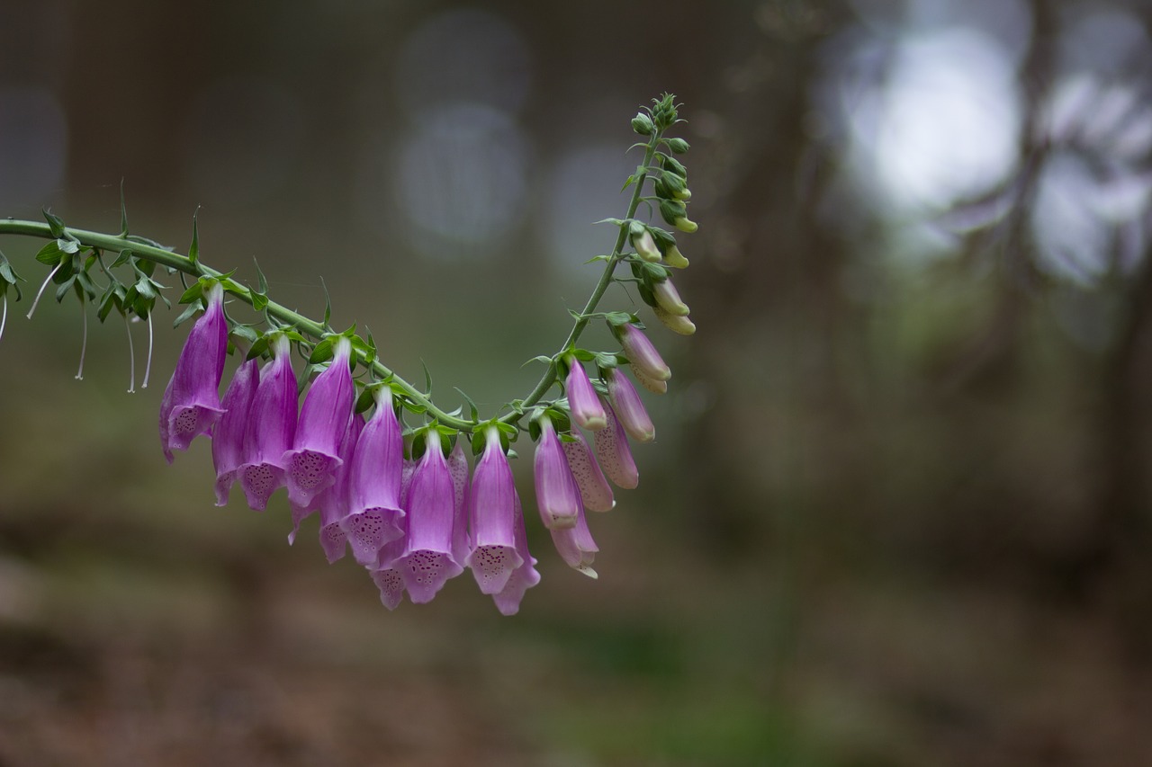 Image - toxic thimble blossom bloom close