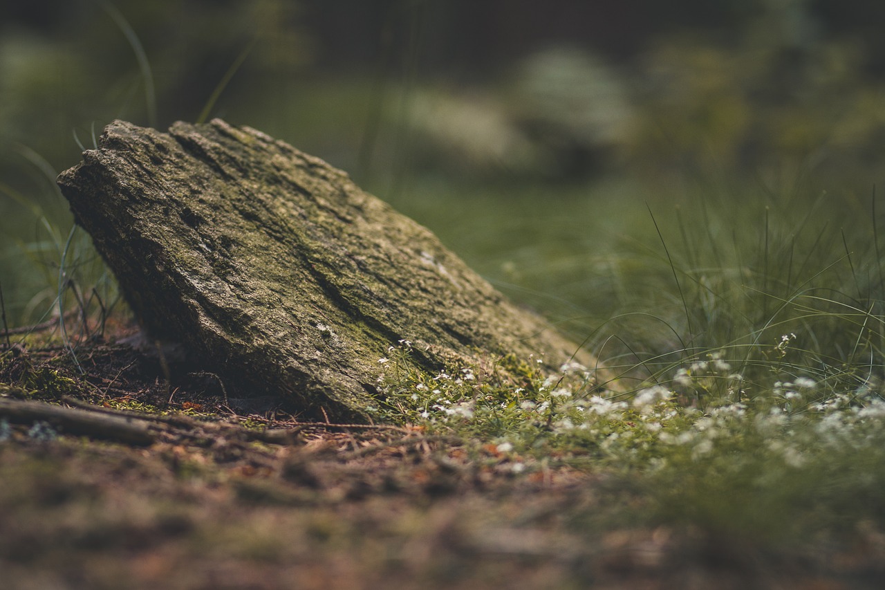 Image - stone grass forest nature rock