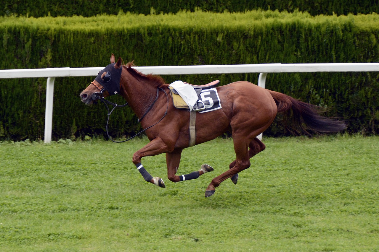 Image - horse racing racecourse competition