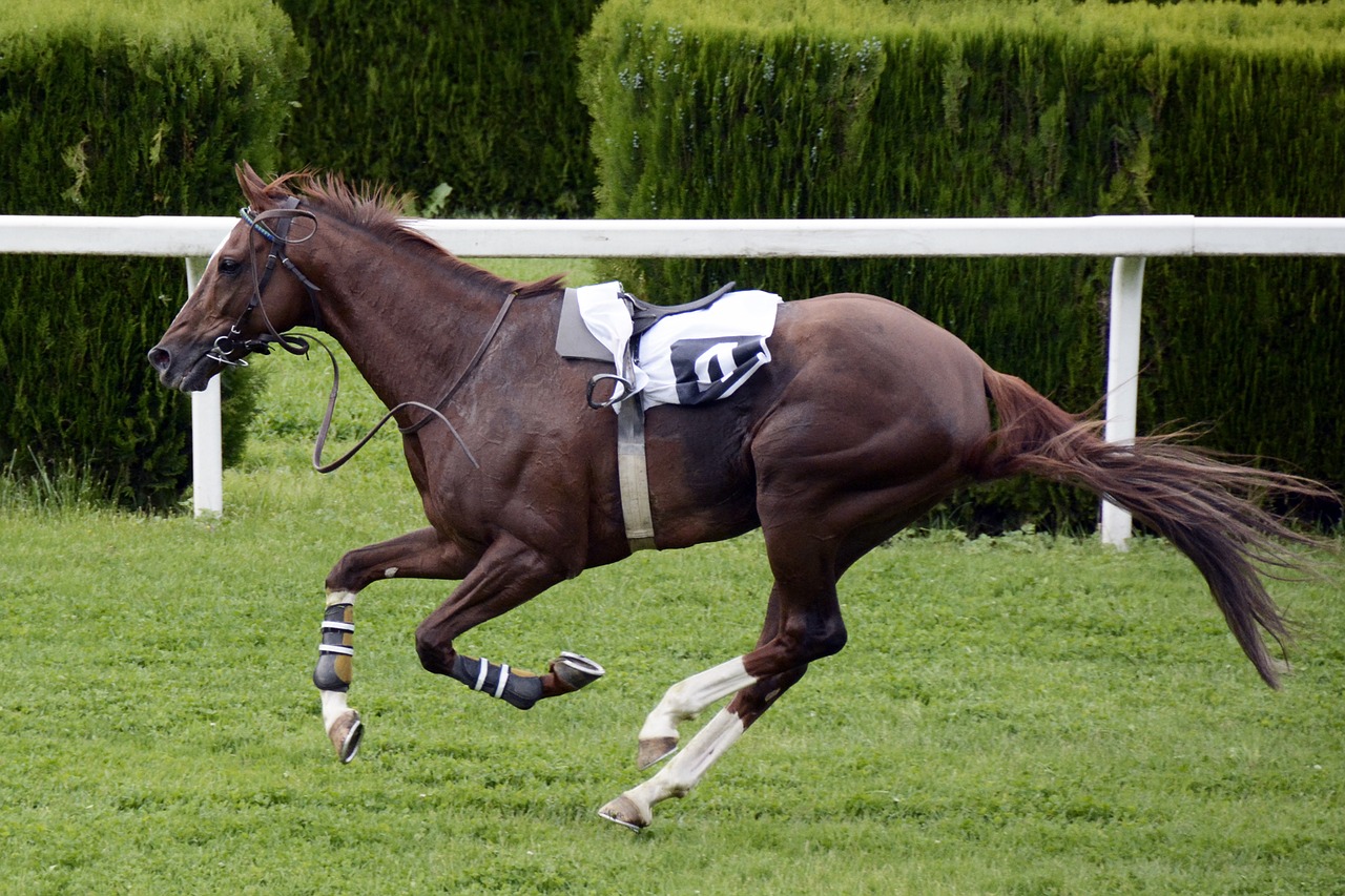 Image - horse racing racecourse competition