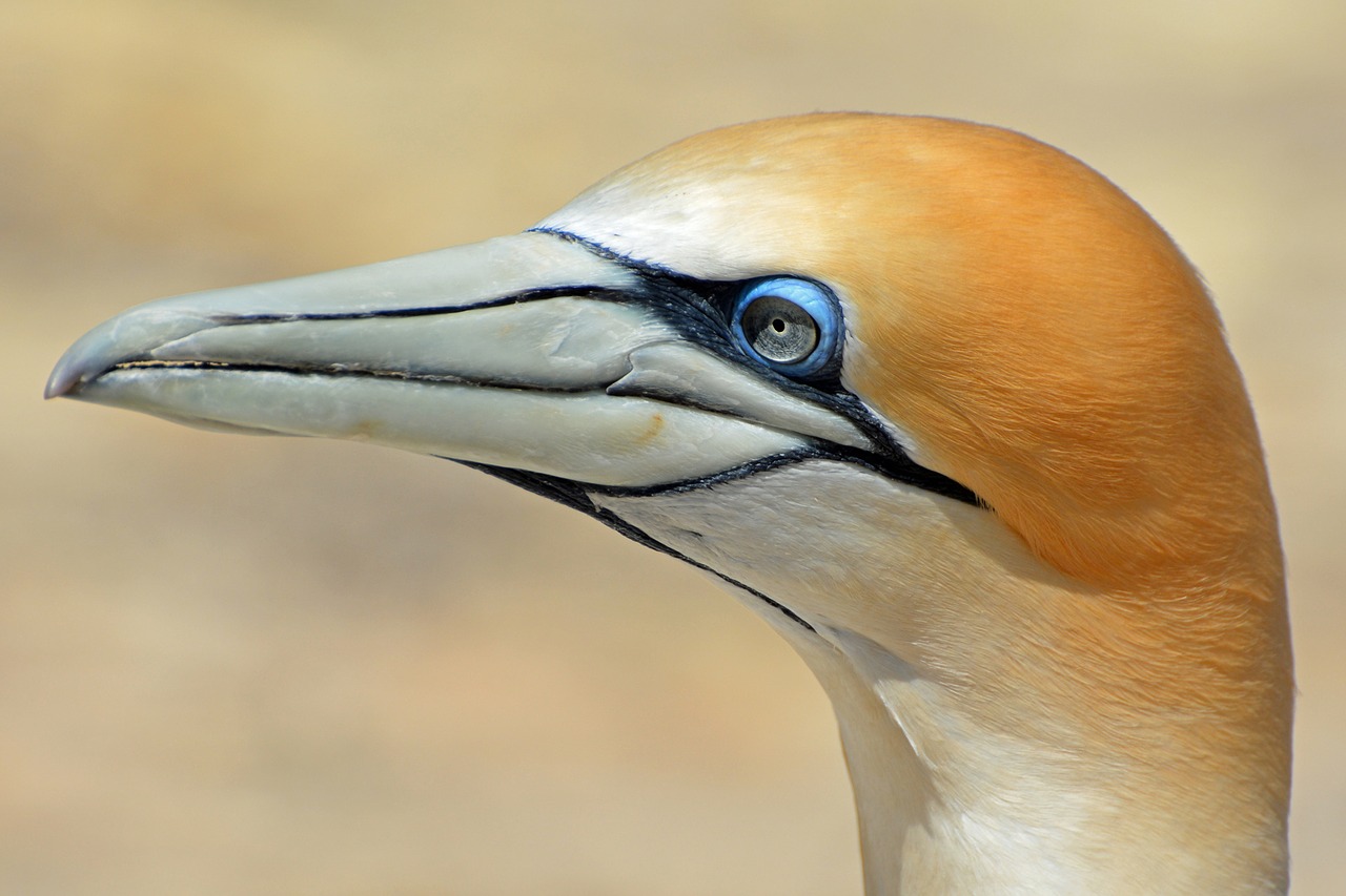 Image - northern gannet bird animal nature