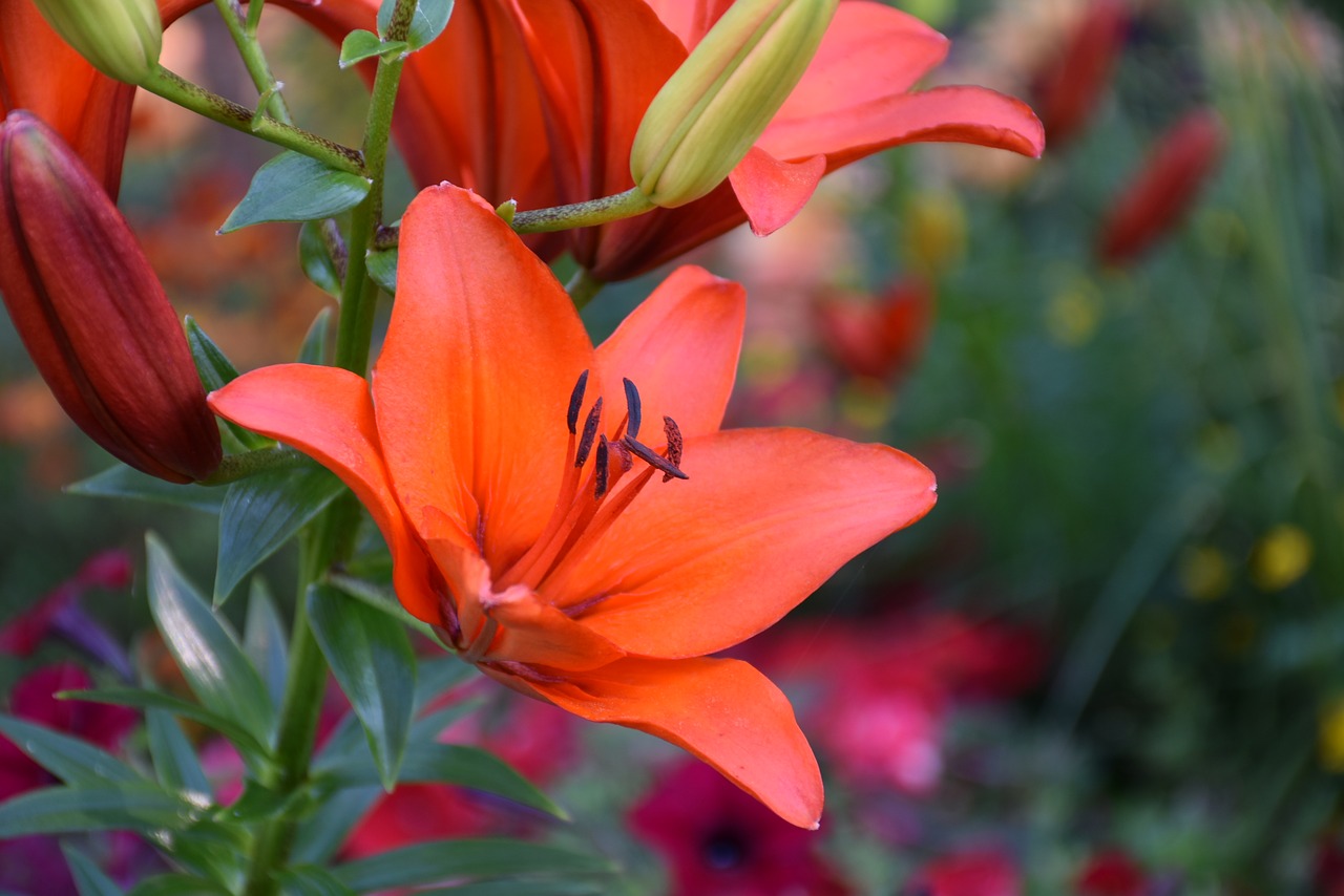 Image - lily flower blossom bloom nature