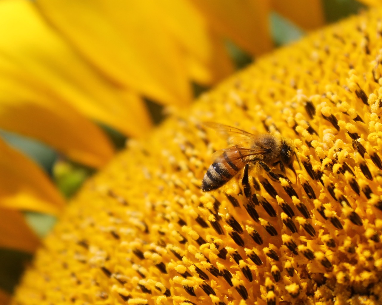 Image - sunflower flower honeybee bee