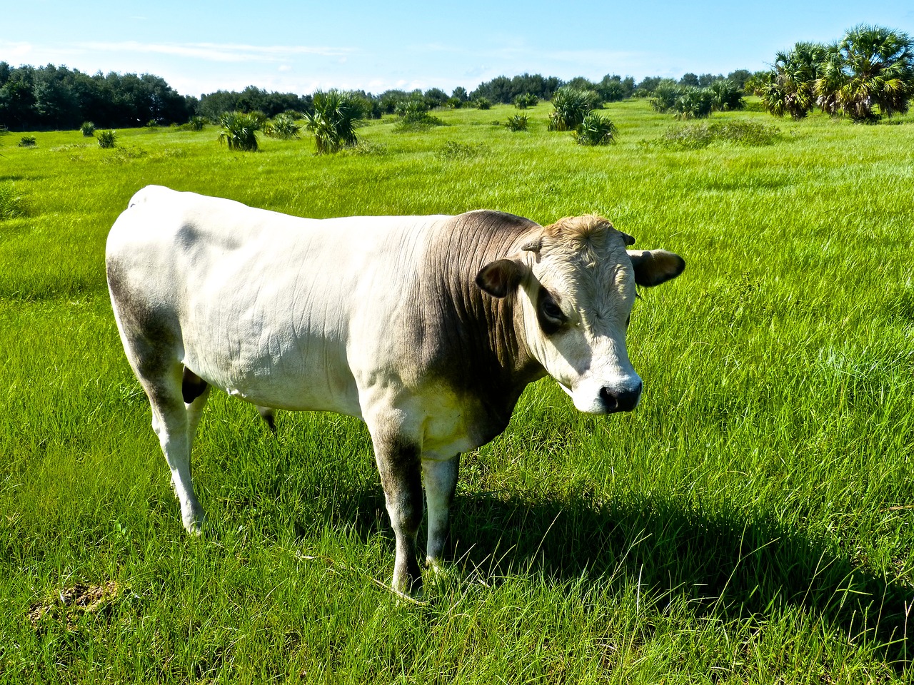Image - bull pasture grass grazing cattle