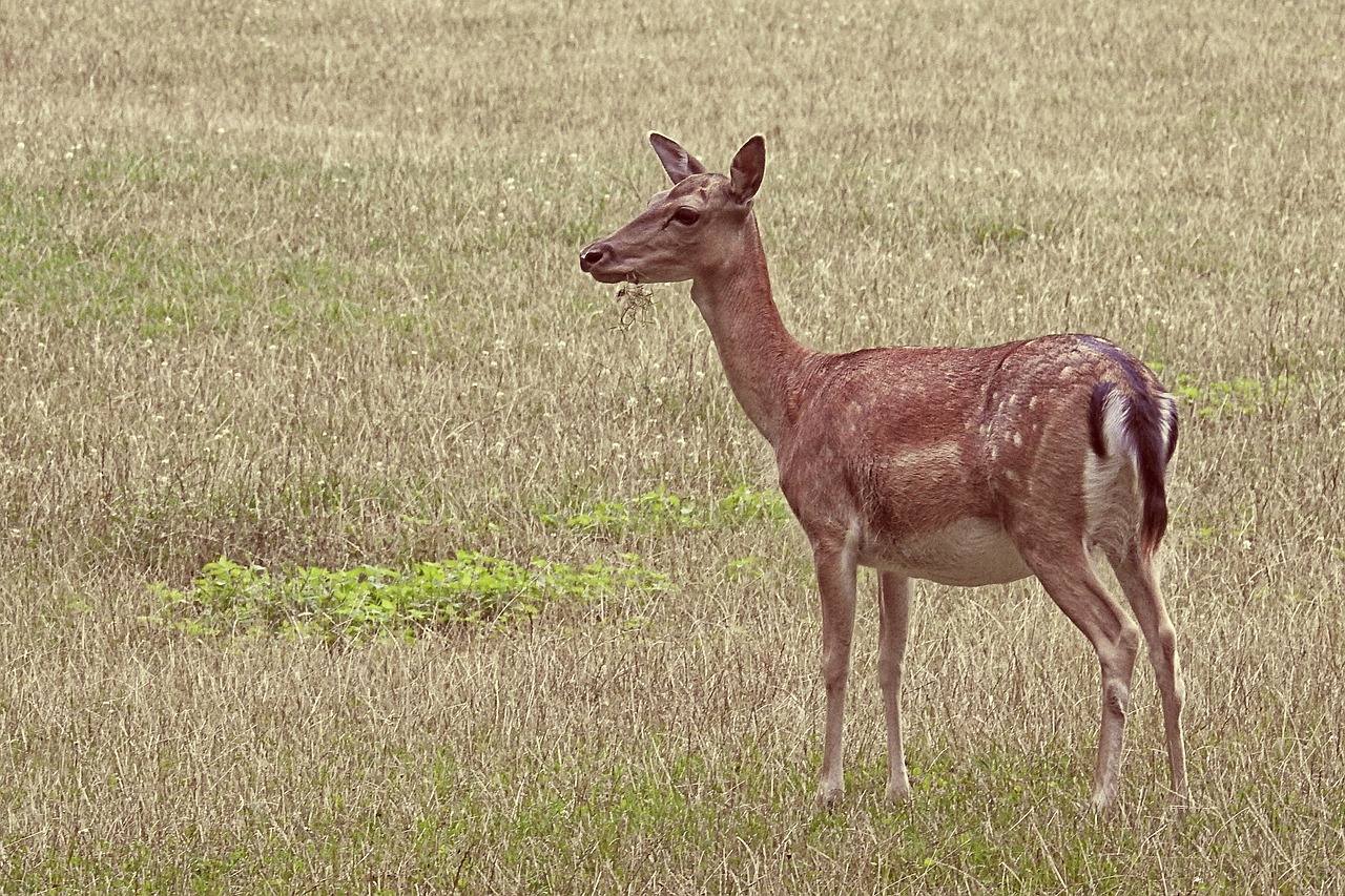 Image - roe deer fallow deer meadow glade