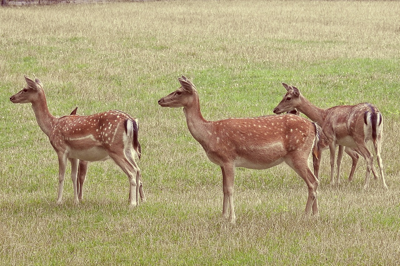 Image - deer fallow deer meadow glade wild