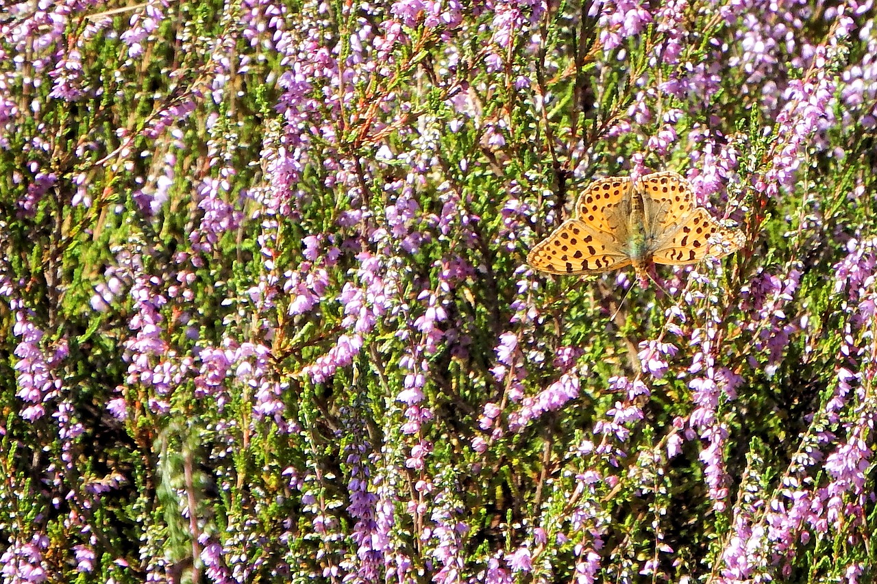 Image - heide butterfly landscape nature