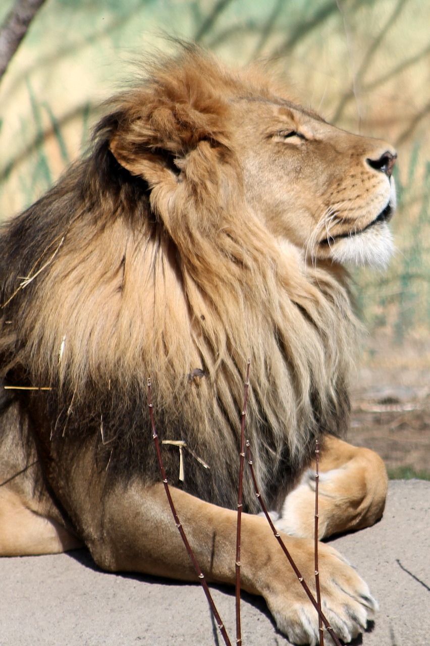 Image - lion zoo animal mammal nature