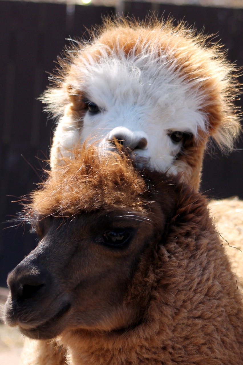 Image - llama zoo animal mammal nature