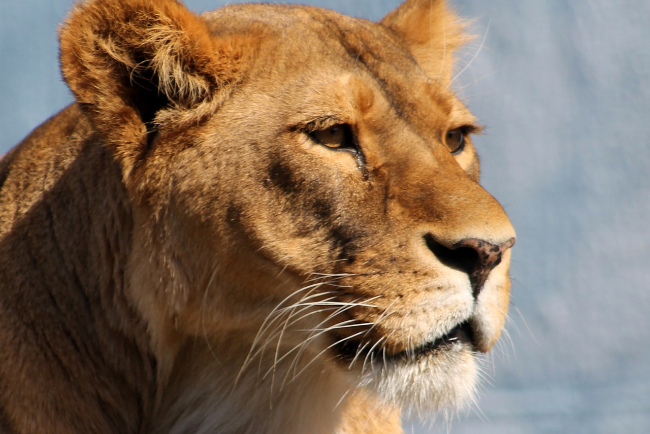 Image - lioness zoo animal lion cat