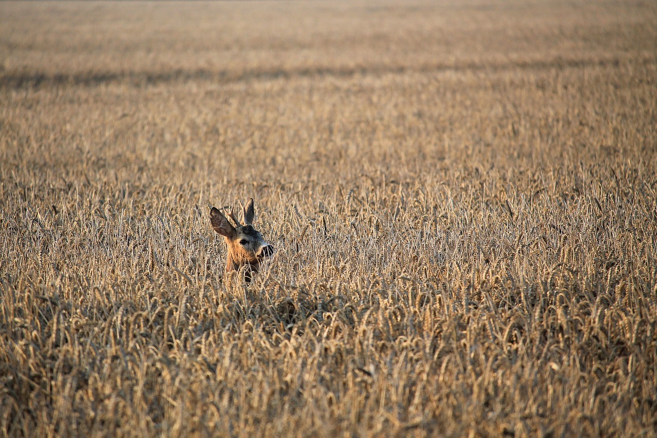 Image - roe deer fallow deer cornfield