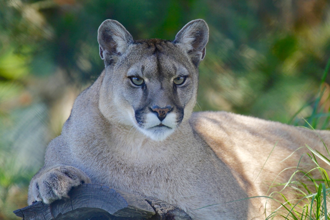 Image - mountain lion wild elephant calf