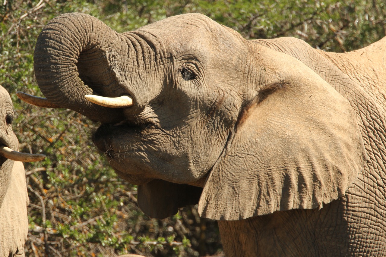 Image - wild elephant calf africa baby