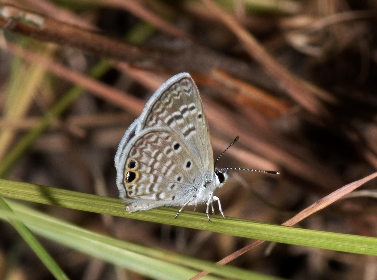 Image - butterfly ceraunus blue insect