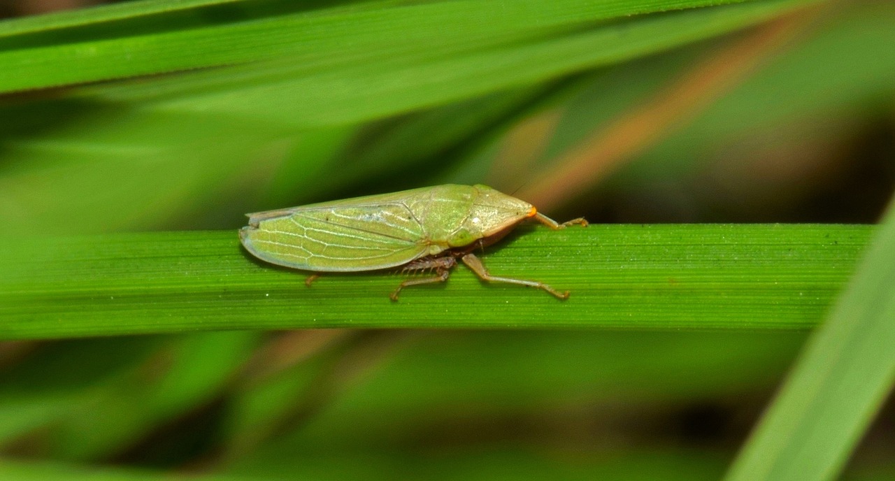 Image - leaf hopper insect green insect