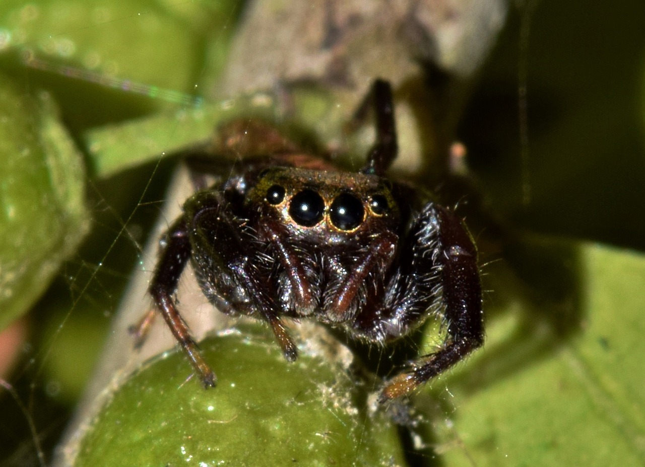 Image - spider jumping spider arachnid
