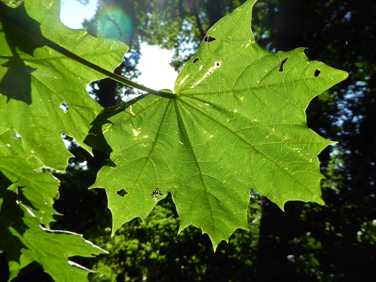 Image - sheet sunlight nature