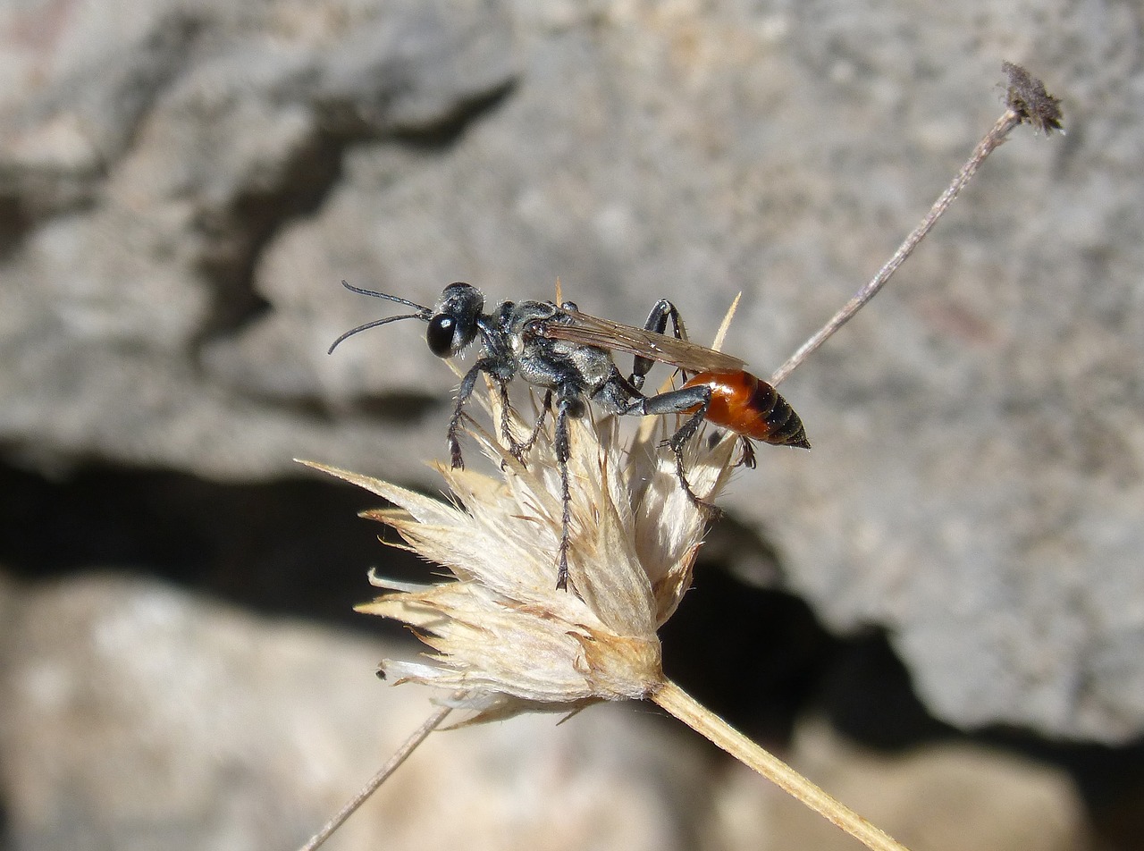 Image - sapper wasp wasp sting