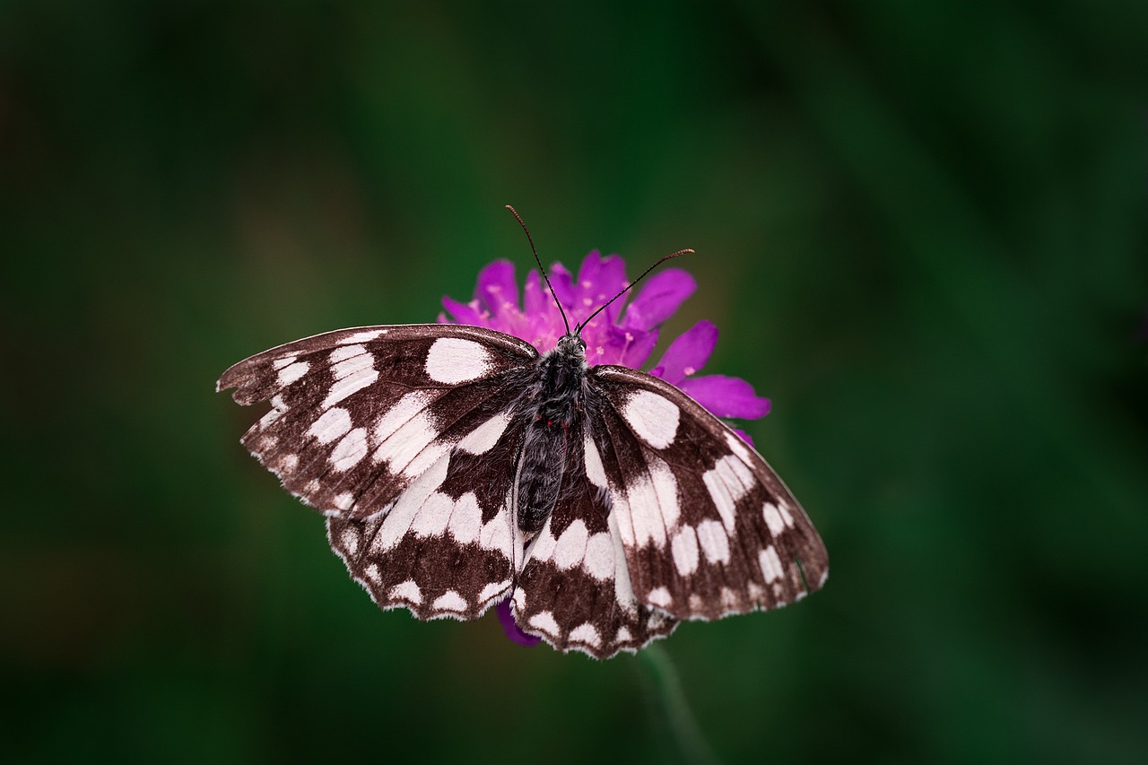Image - butterfly chess board women s board