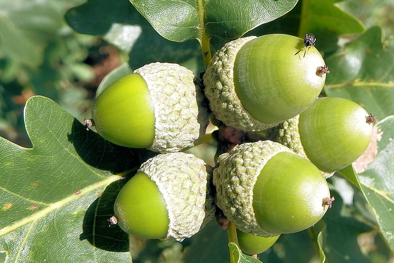 Image - acorns oak leaves oak nature