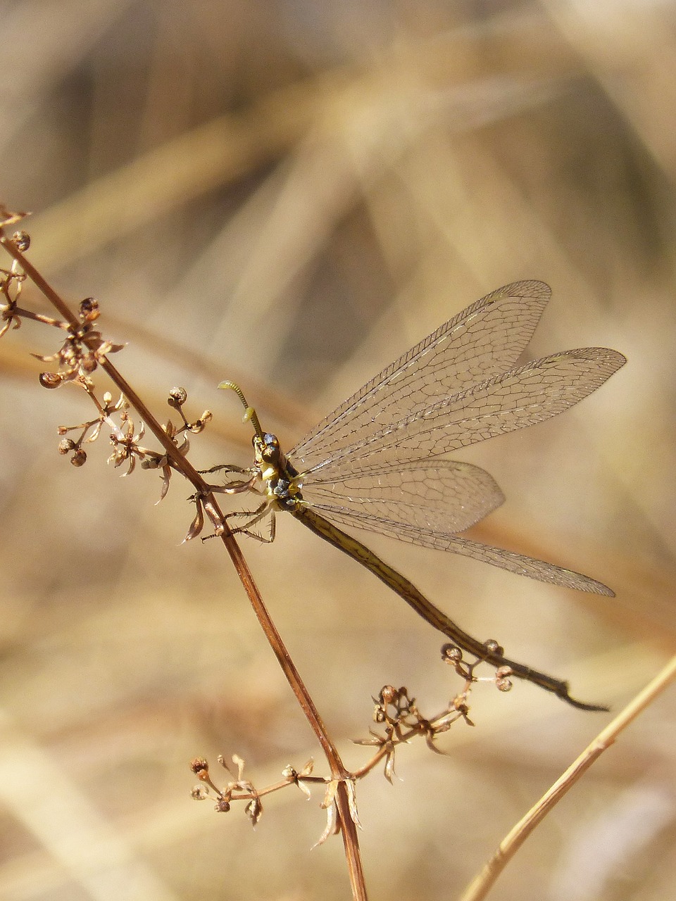 Image - strange insect winged insect beauty