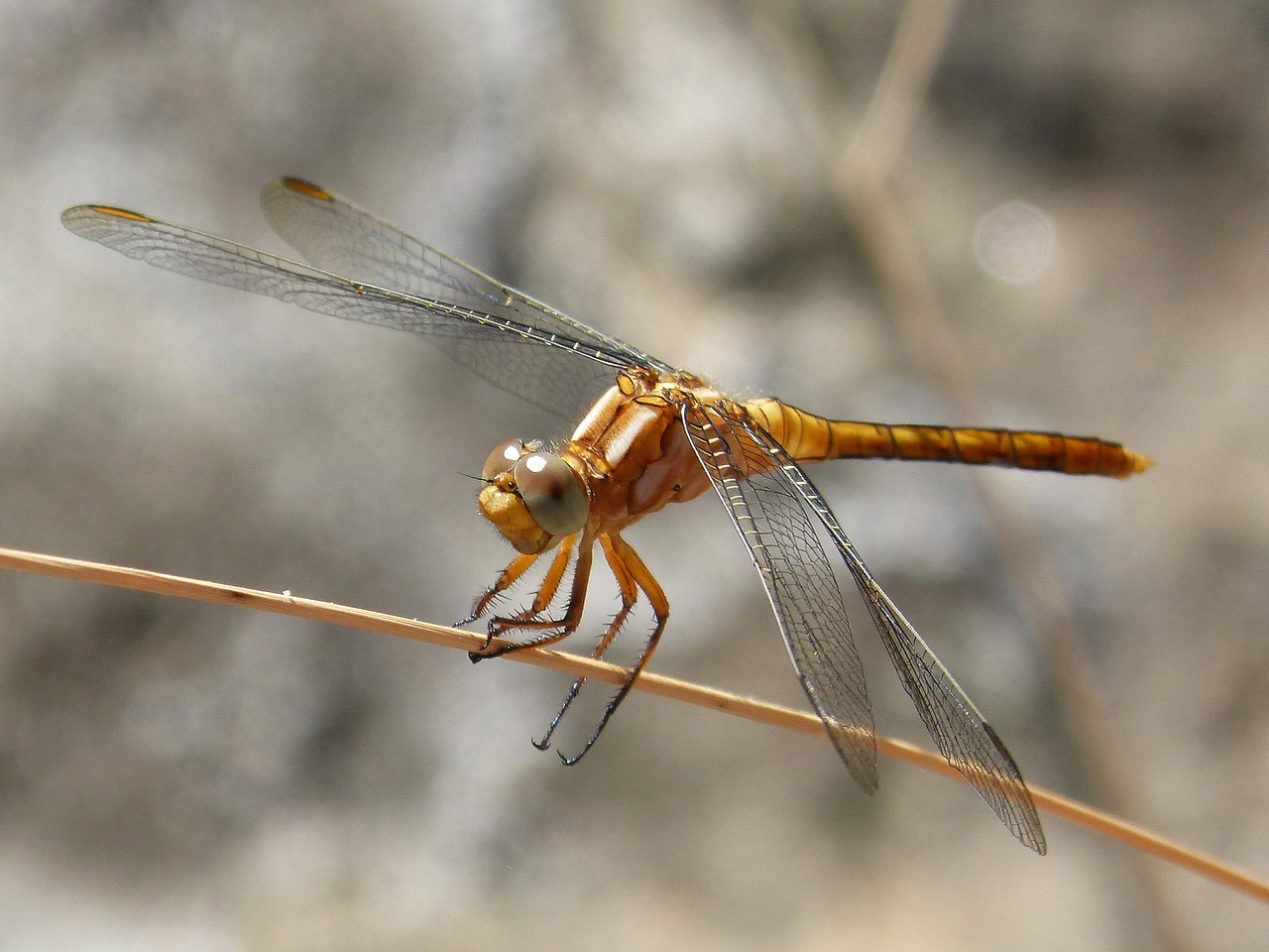 Image - golden dragonfly detail stem