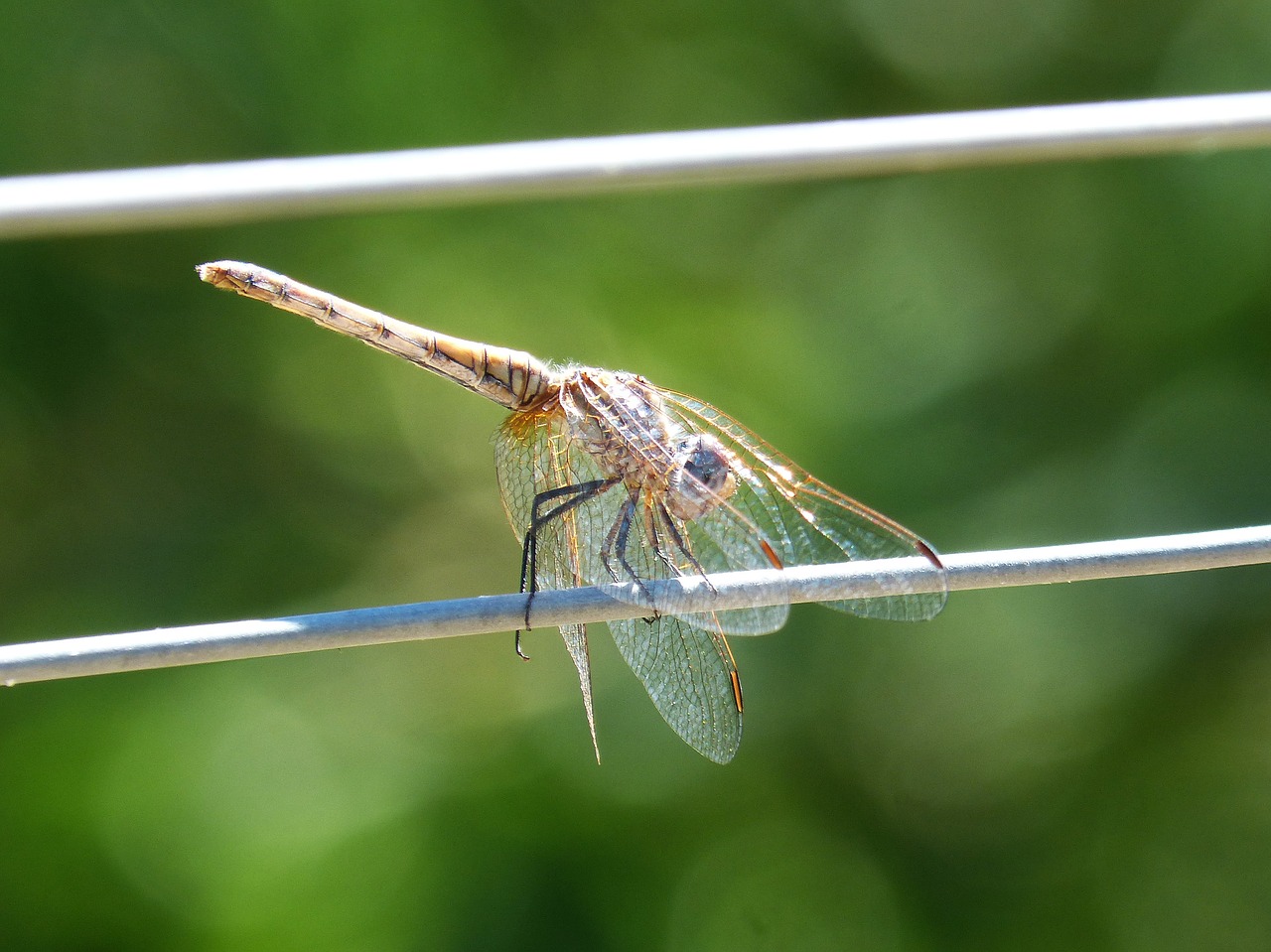 Image - dragonfly cable wire