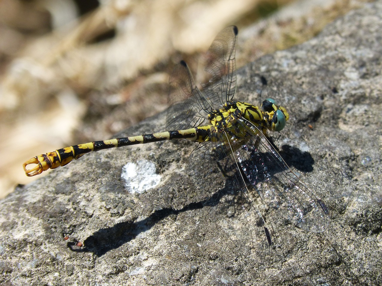 Image - cordulegaster sp dragonfly