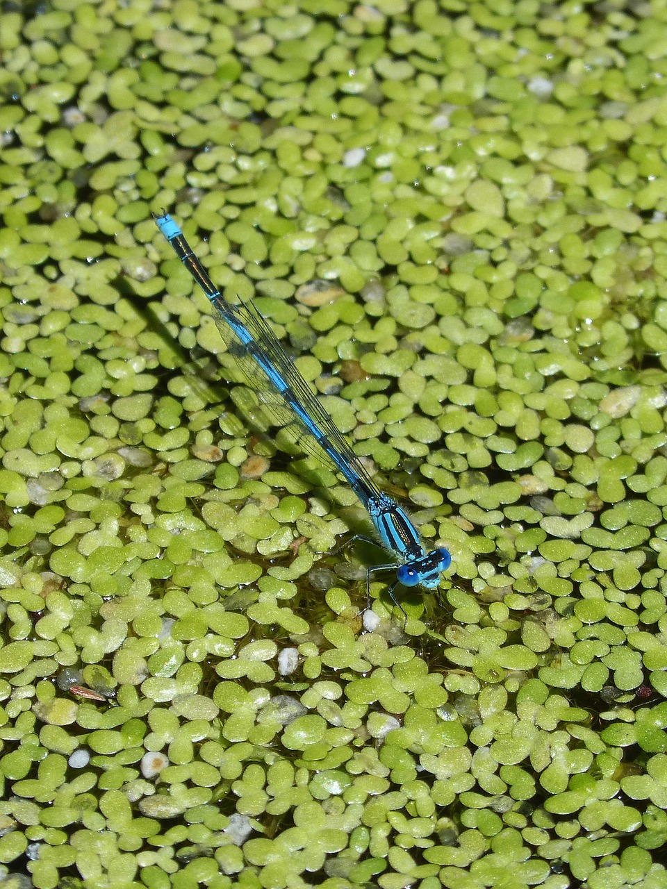 Image - enallagama cyathigerum blue dragonfly