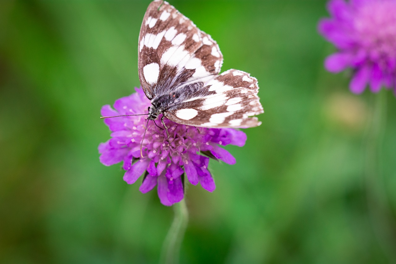 Image - butterfly flower purple