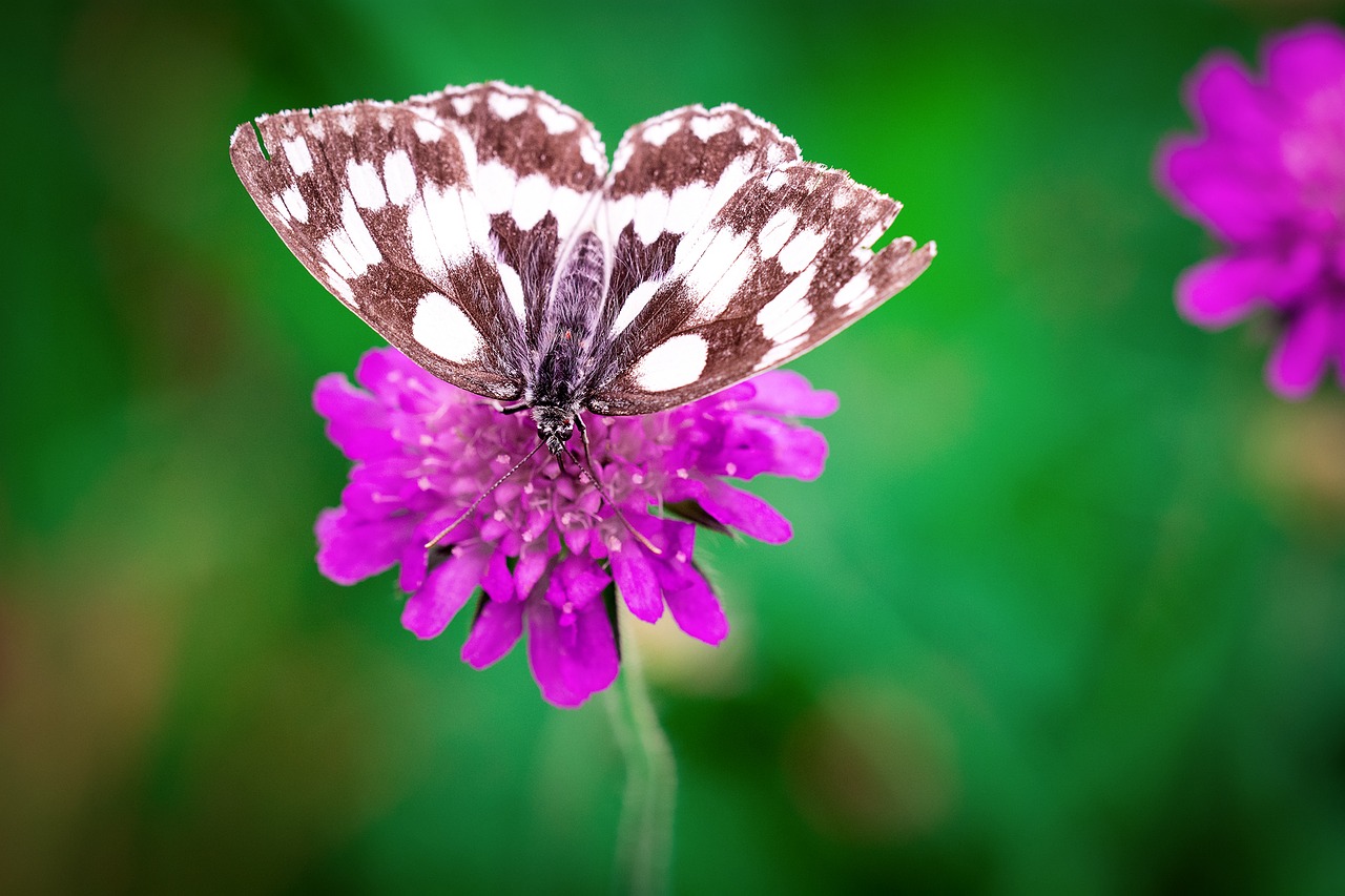 Image - butterfly flower purple