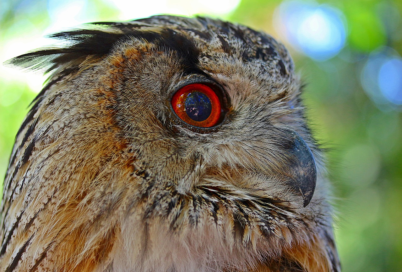 Image - owl eagle owl bird bird of prey