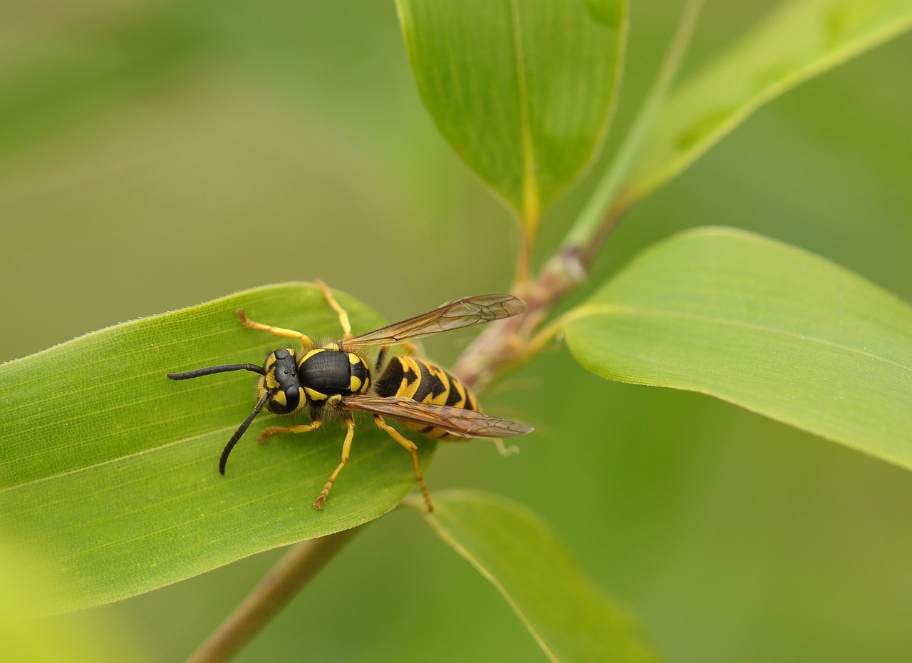 Image - wasp insect macro close nature