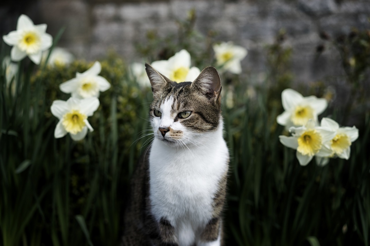 Image - cat feline looking cute sitting