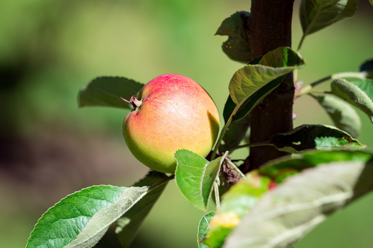 Image - apple bio bio apple garden