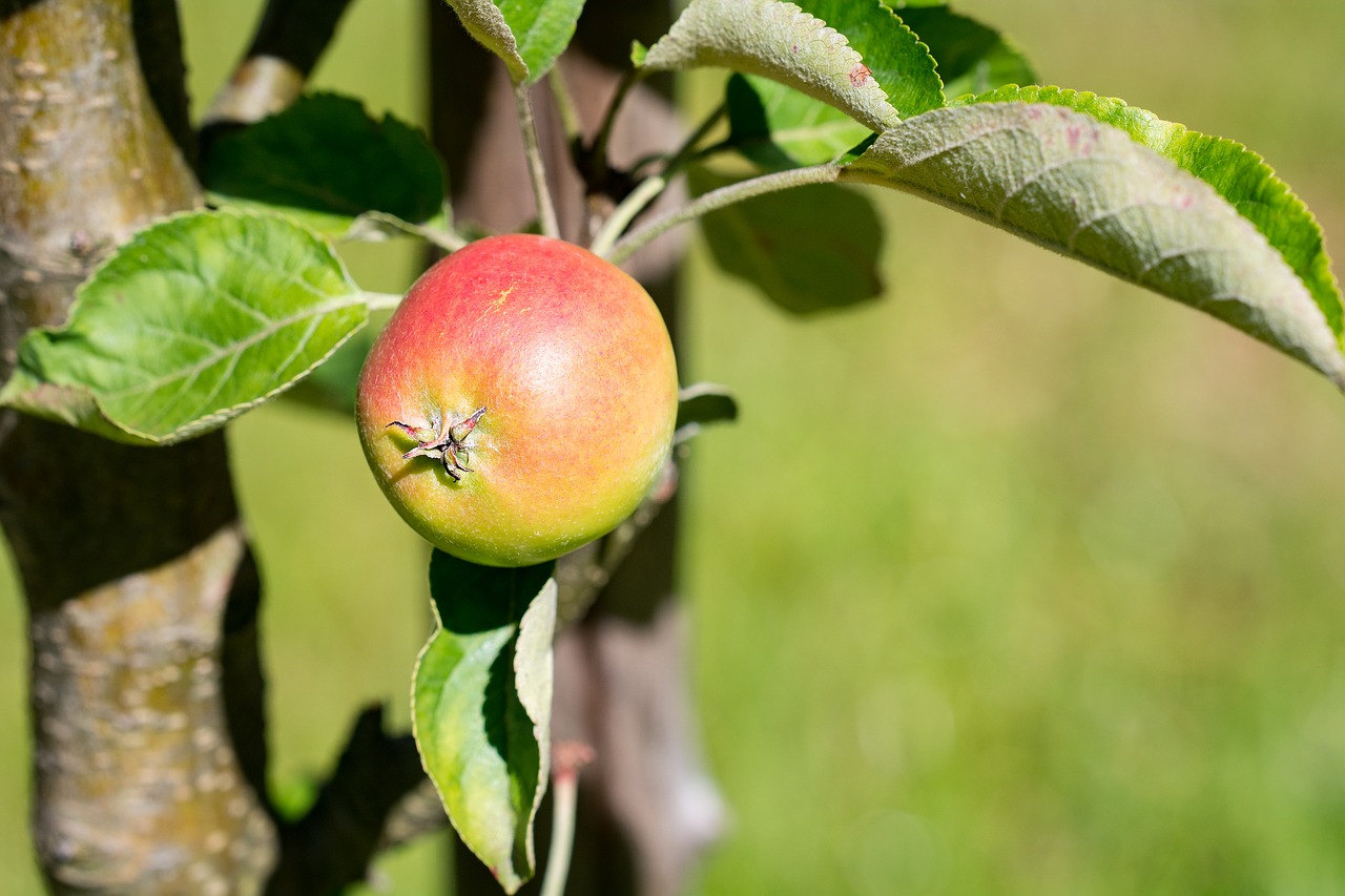 Image - apple bio bio apple garden