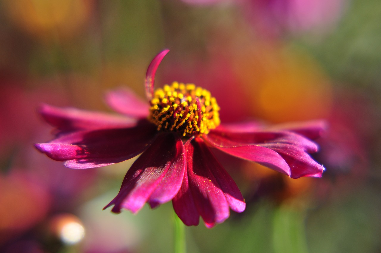 Image - flower cosmos red close red flower